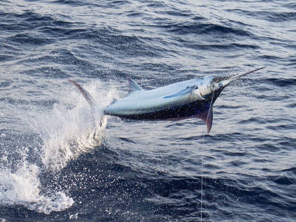 Blue marlin jumping