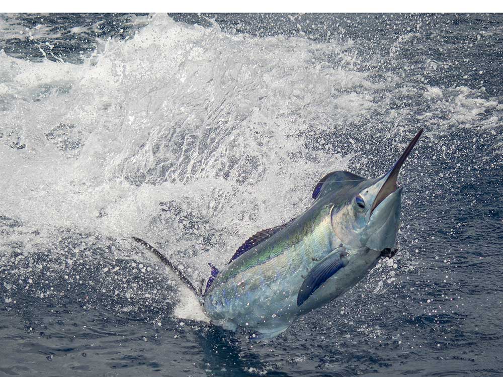 2018 los suenos signature triple crown leg one