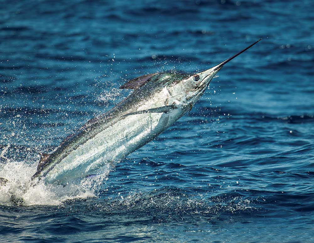 blue marlin leaping out of water