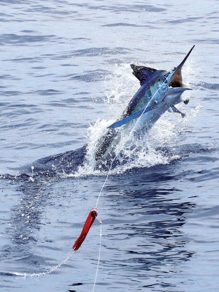 blue marlin leaps out water
