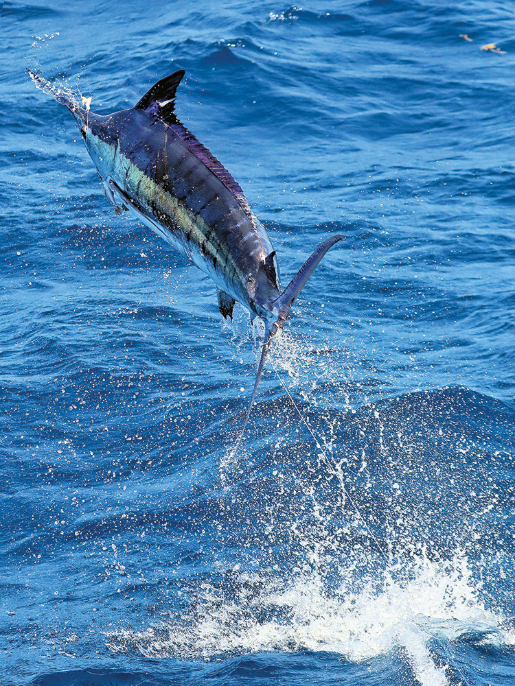 blue marlin jumping
