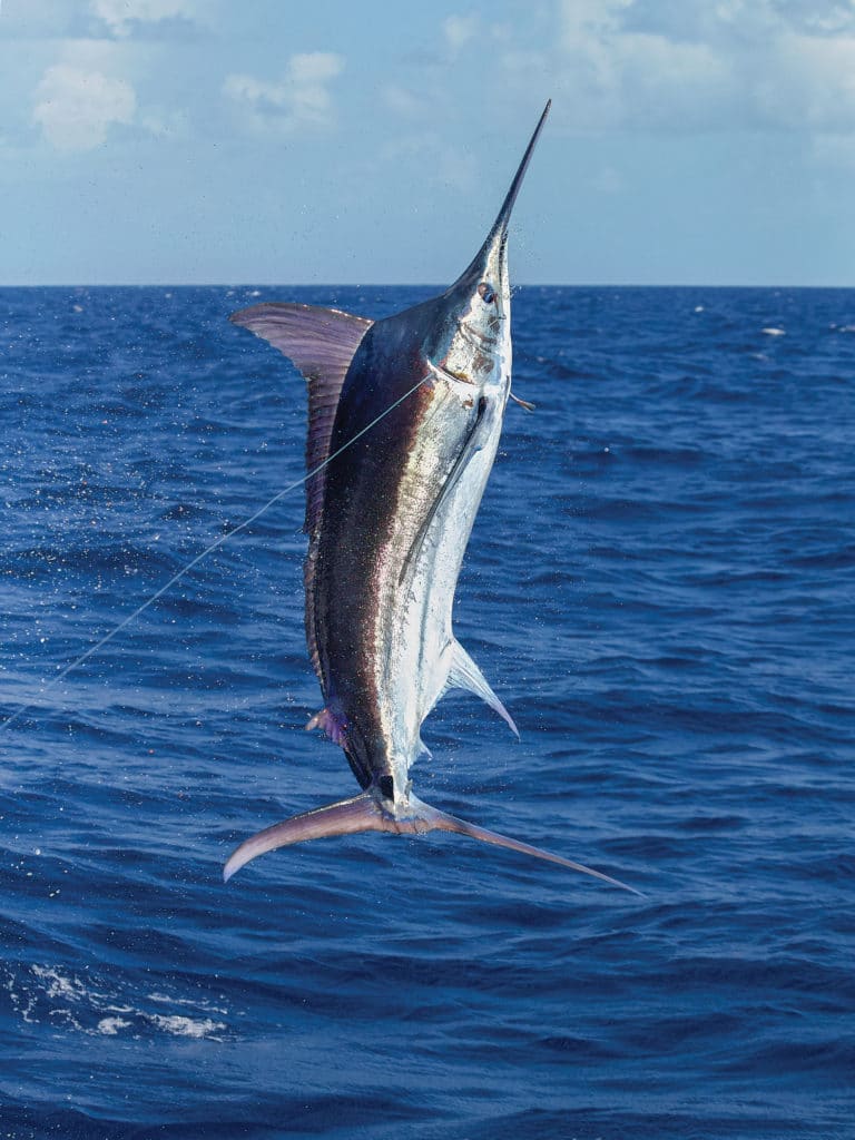 2016 International Billfish Tournament of San Juan, Puerto Rico blue marlin jumping