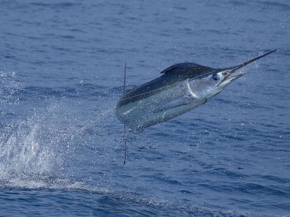 blue marlin jumping off kona hawaii