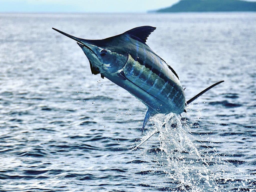 A blue marlin leaping from the water in Papua New Guinea.