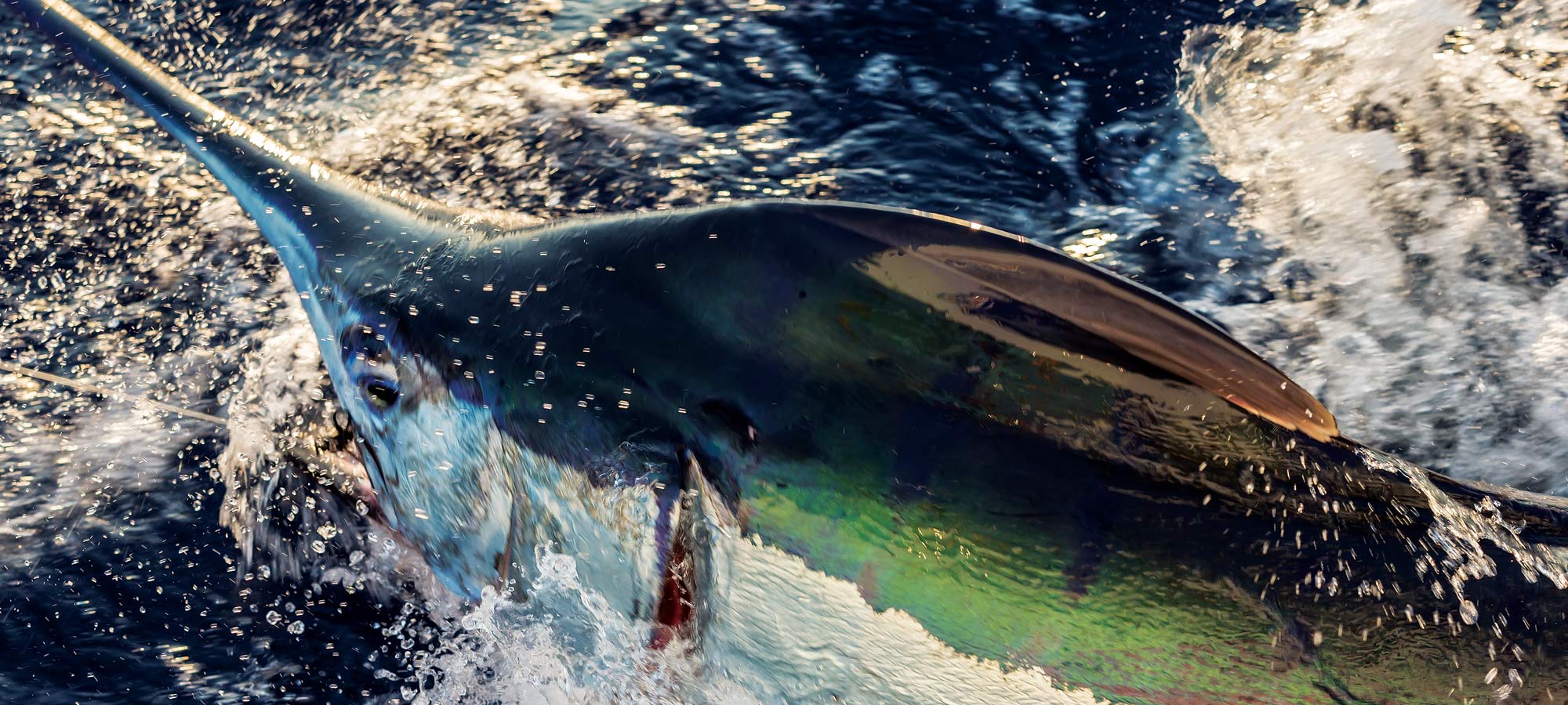 Live-Baiting for Blue Marlin | Marlin