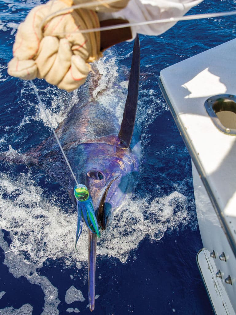 blue marlin caught on lure ready for release