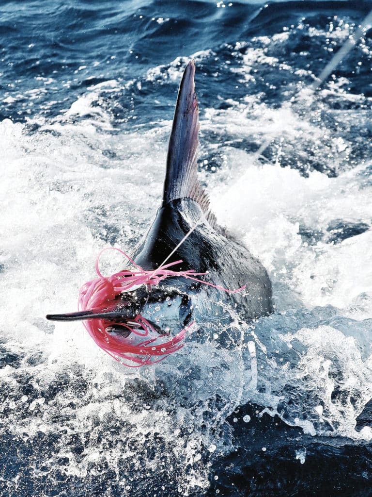 blue marlin jumping