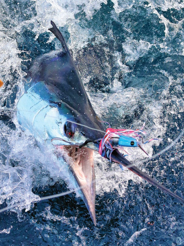 Blue marlin on lure ready for release