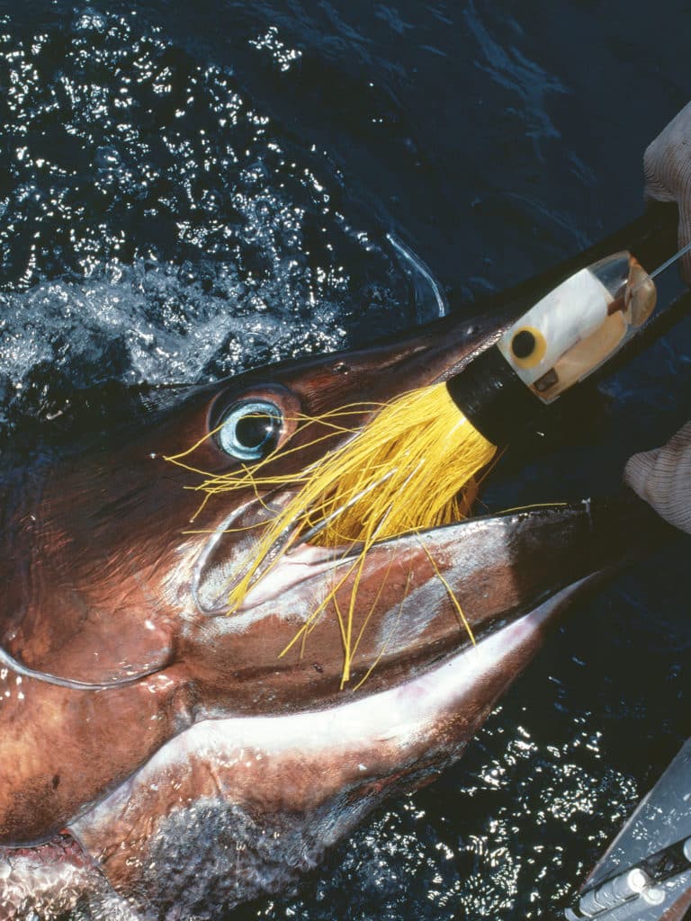 blue marlin on old lure