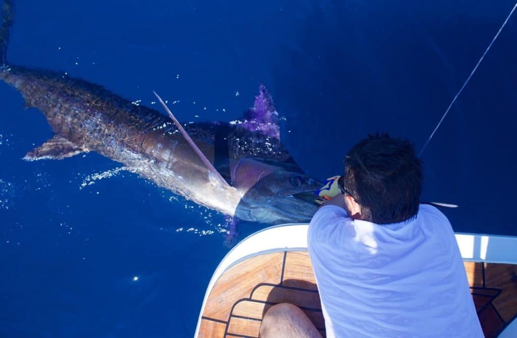 2016 Los Cabos Billfish Tournament marlin release