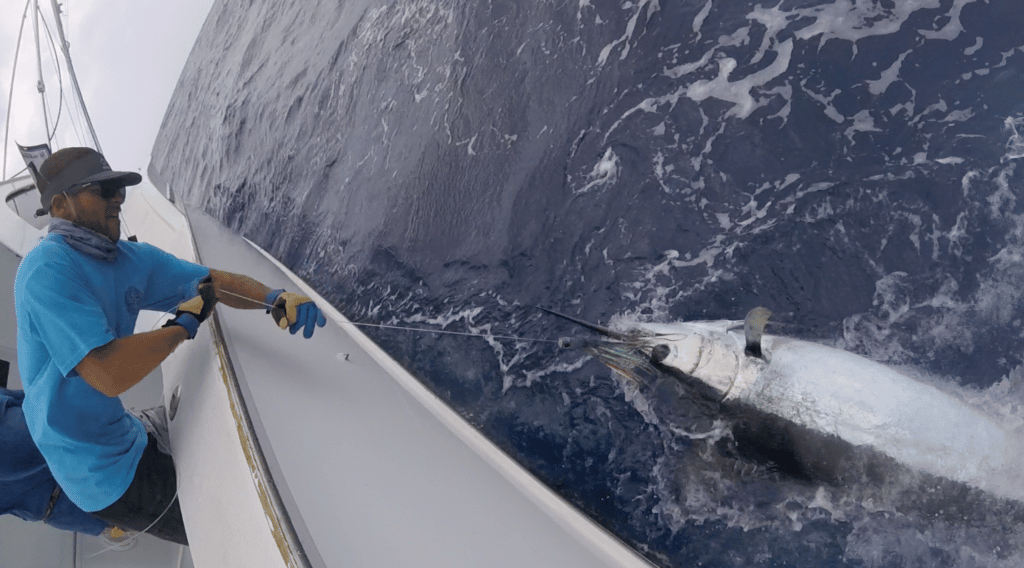 2016 Bermuda Billfish Blast blue marlin release