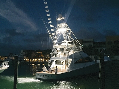blue bird breaks single day blue marlin release record