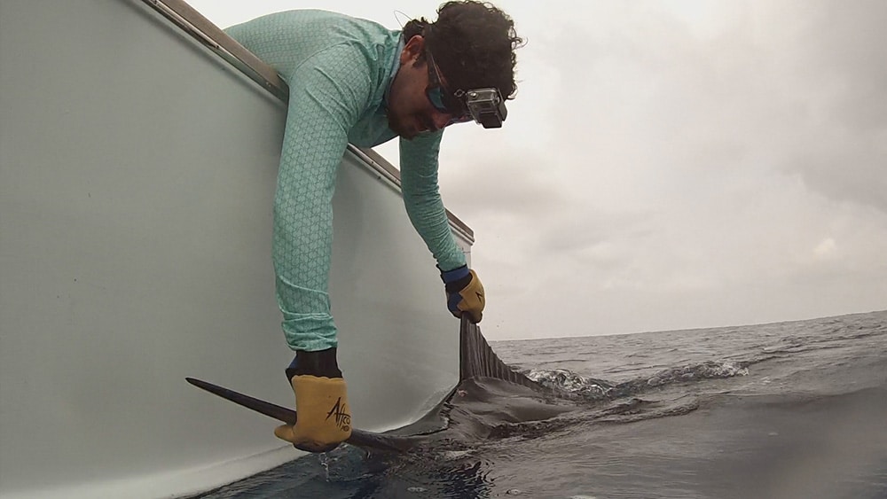 2017 Offshore World Championship blue marlin release