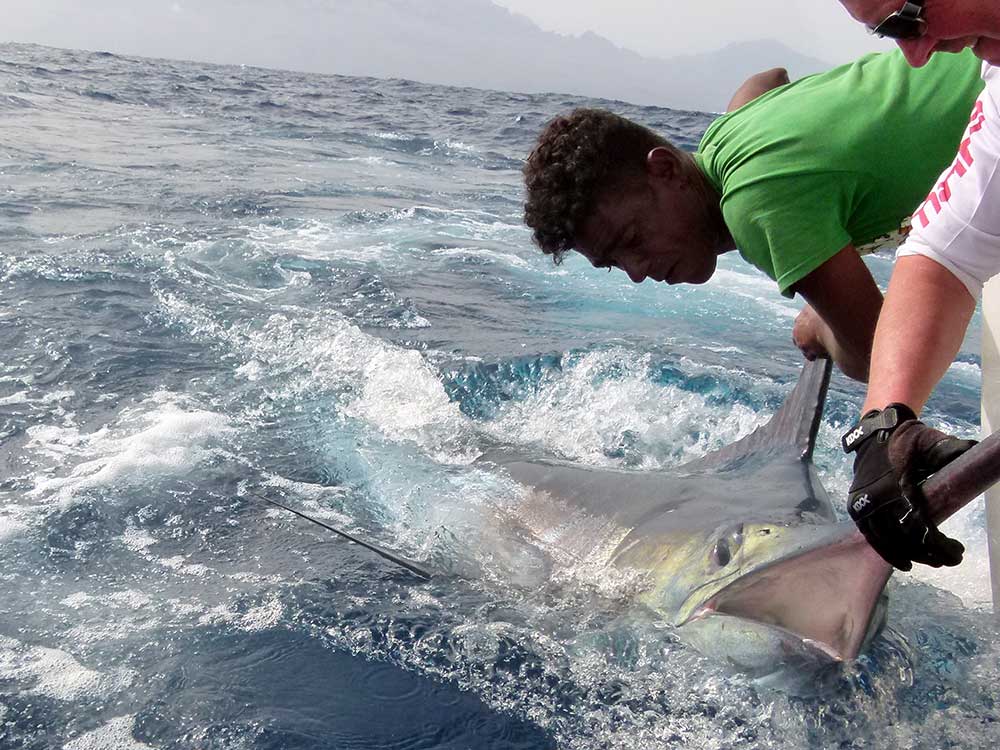 2017 Penn Challenge Cape Verde blue marlin release at boatside