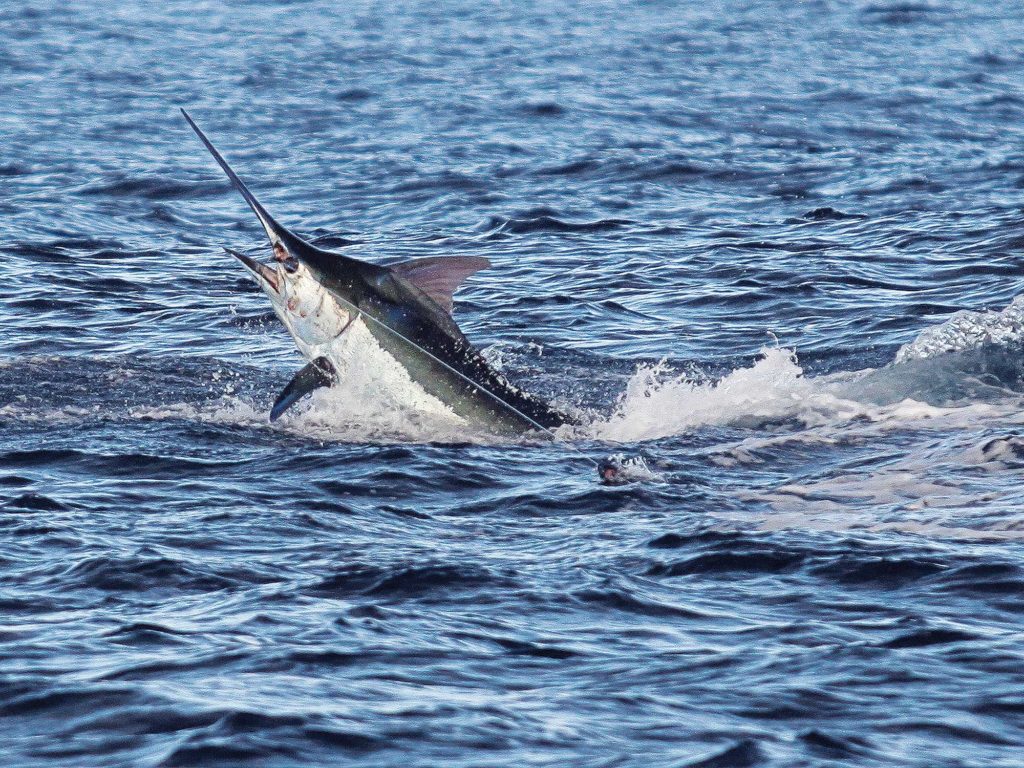 Blue marlin leaping from the water