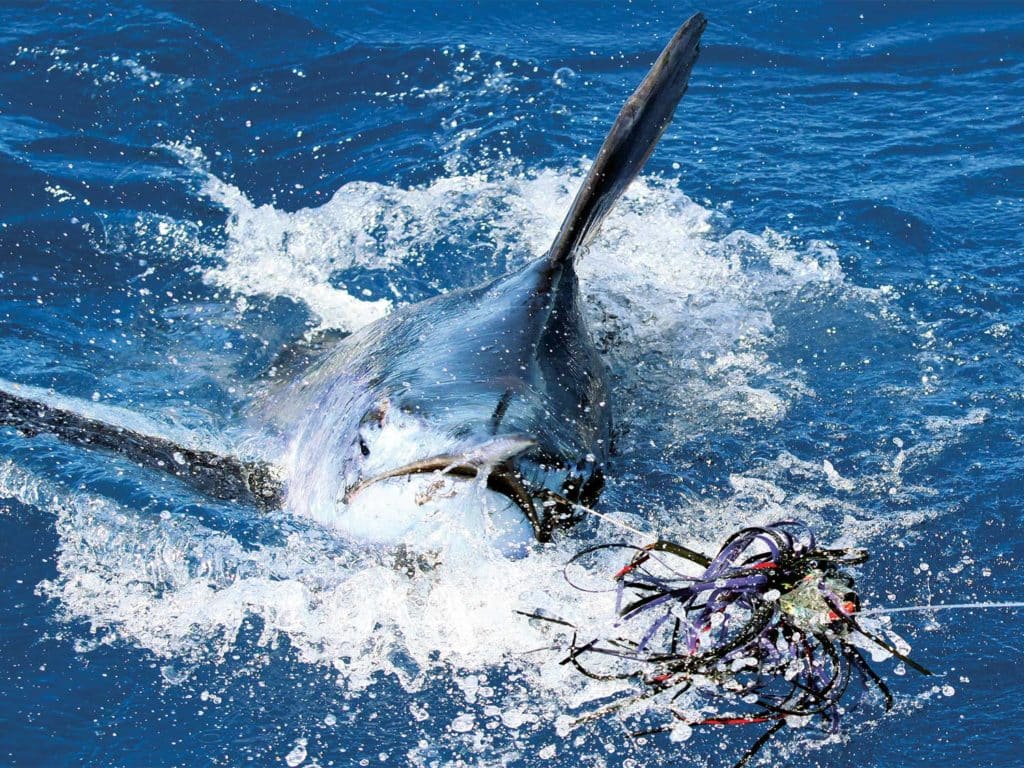a blue marlin caught on a fishing leader