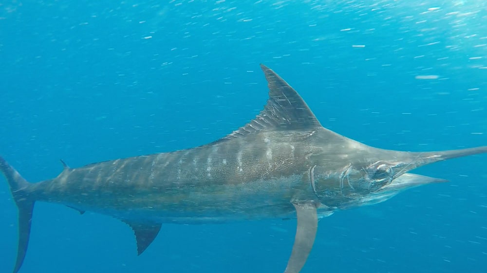 2017 Offshore World Championship blue marlin