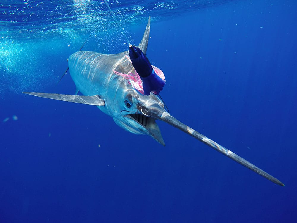 blue marlin on lure underwater photo