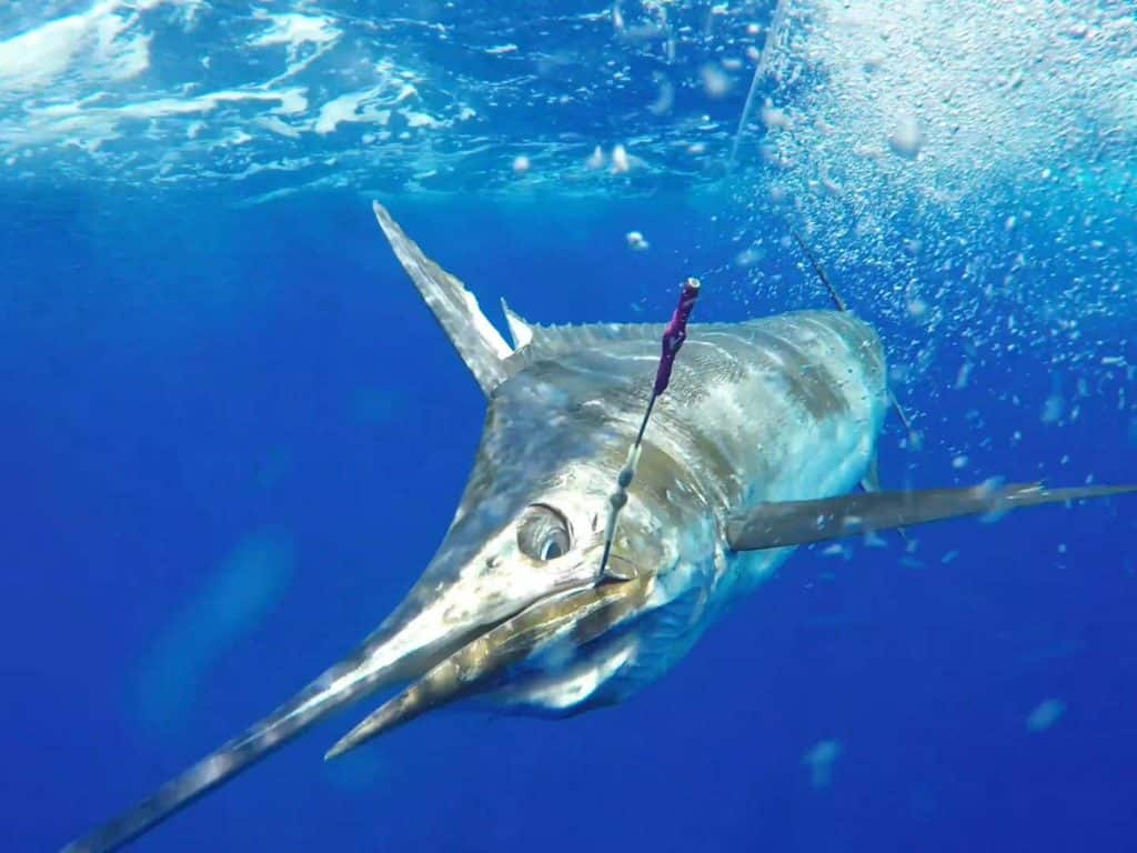 A blue marlin on the leader underwater.