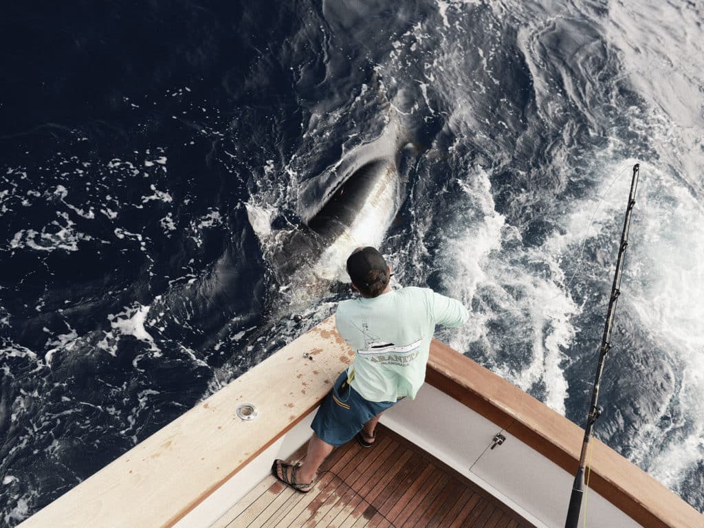 blue marlin up to boat