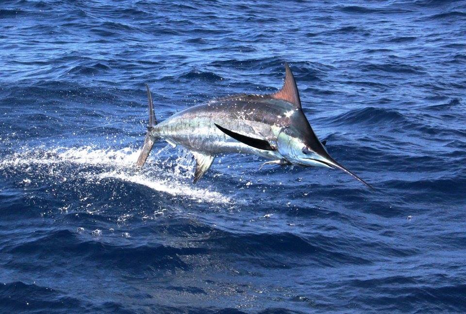 2017 Quepos Billfish Cup