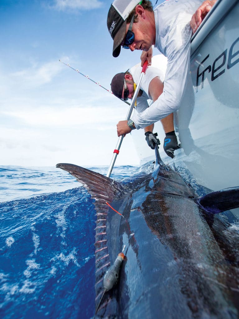 Blue Marlin gulf of Mexico