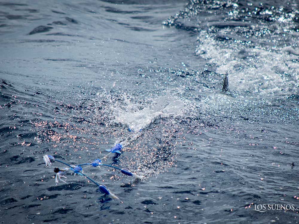 2018 los suenos signature triple crown leg one