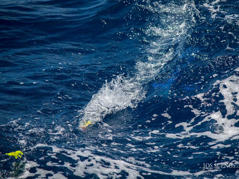 2018 los suenos signature triple crown leg one