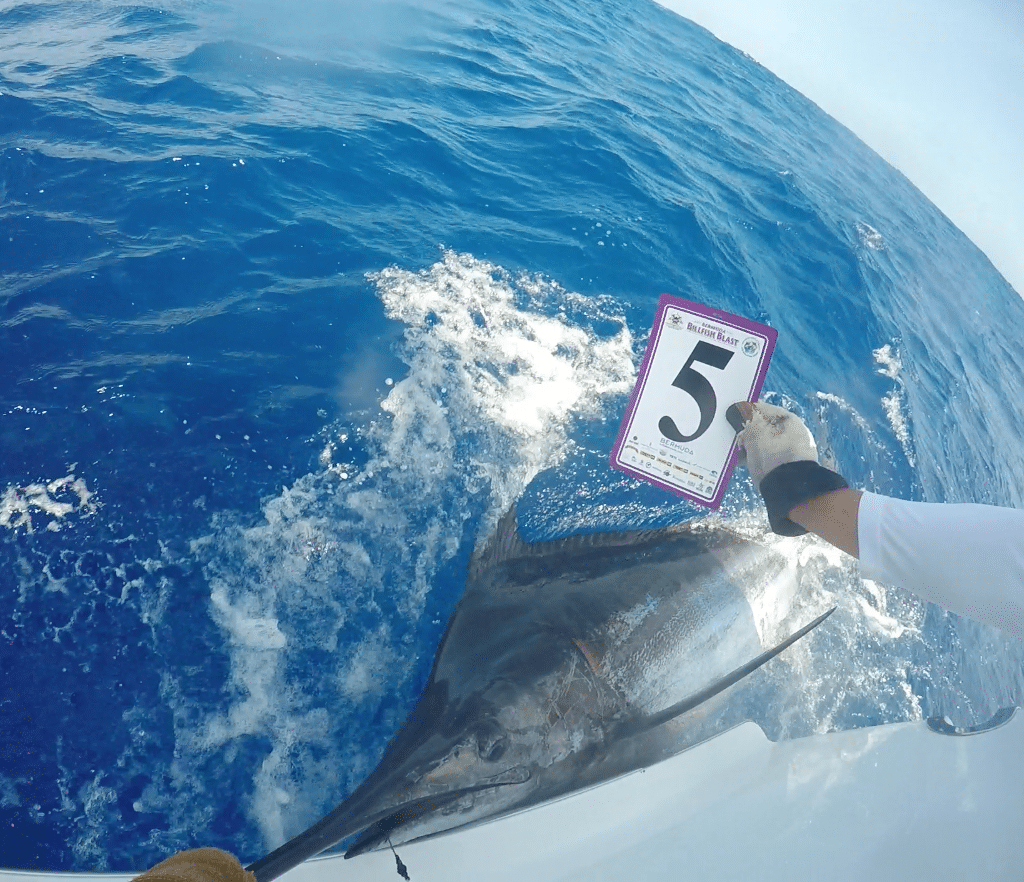 2016 Bermuda Billfish Blast blue marlin release