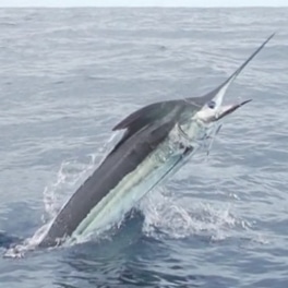 blue marlin fad fishing costa rica