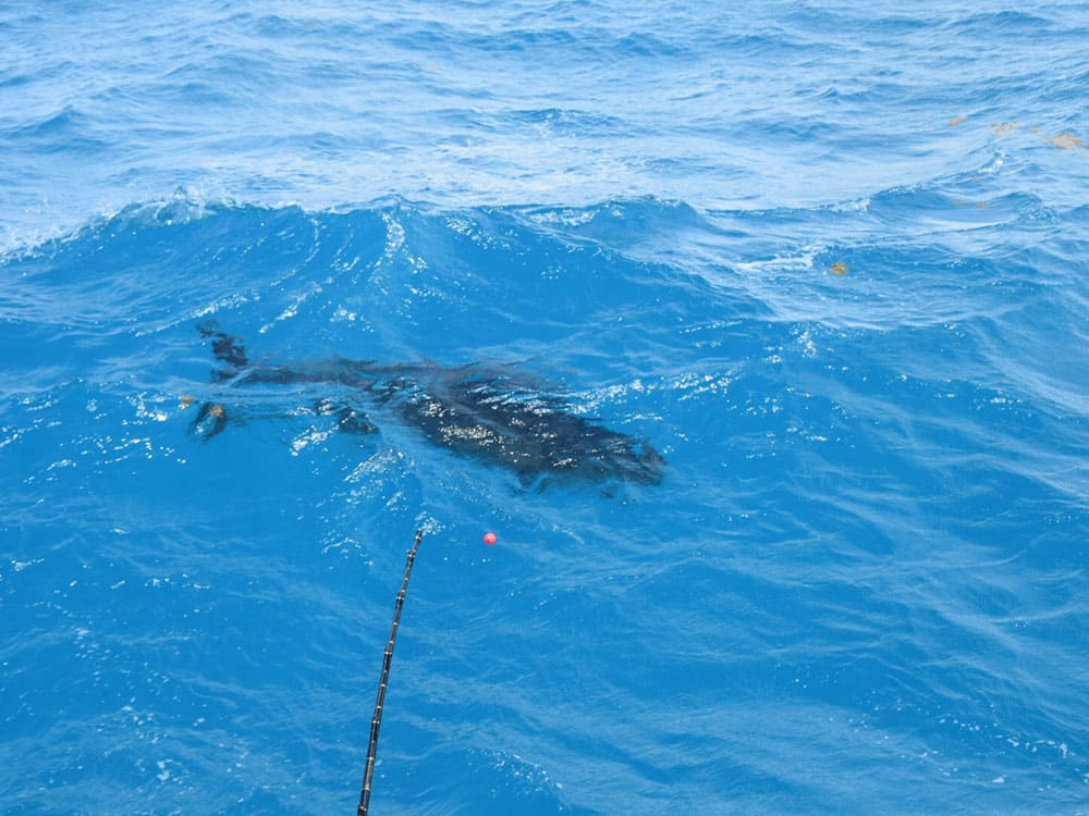 bluefin tuna in water