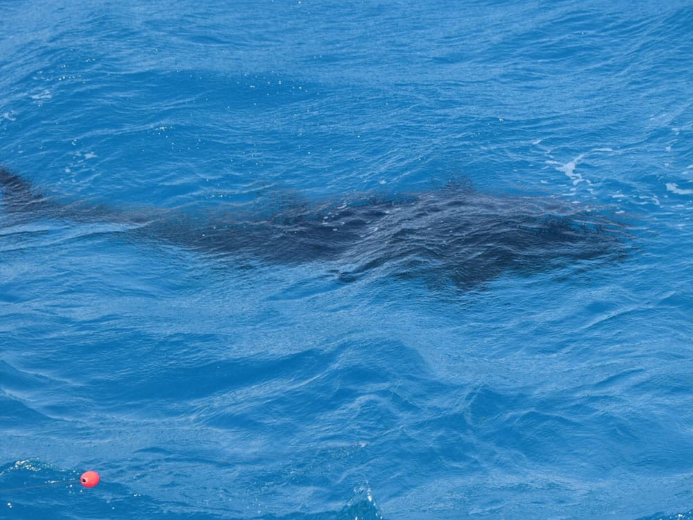 bluefin tuna after release