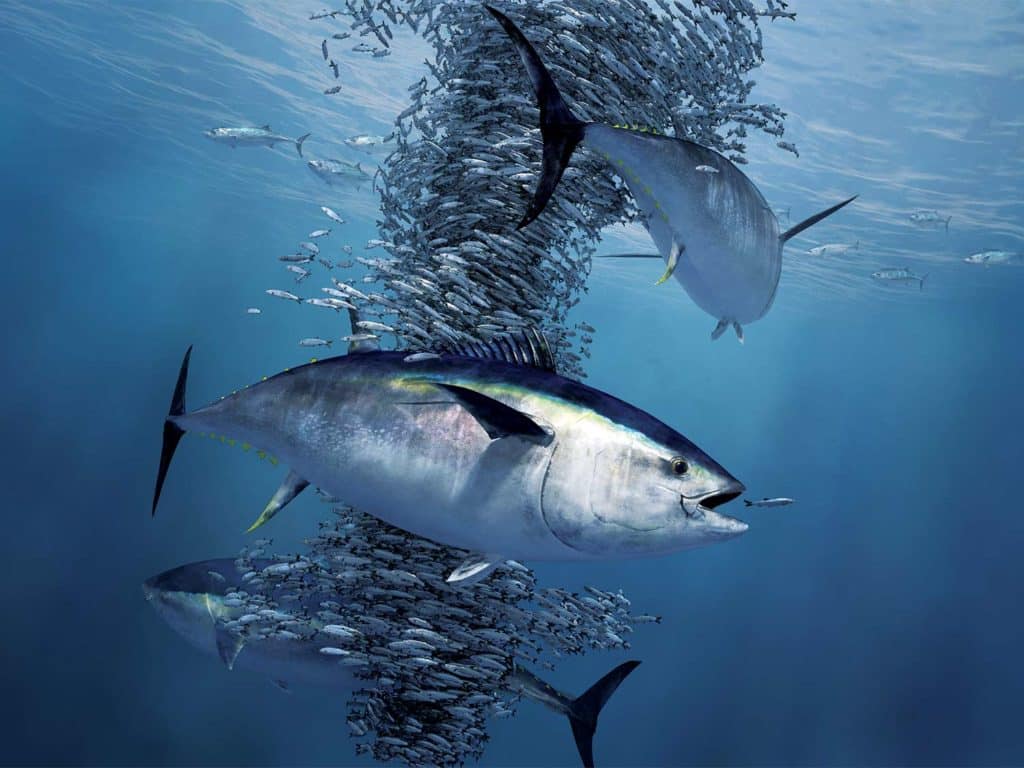 Two large bluefin tuna underwater near a bait ball swarm of fish.