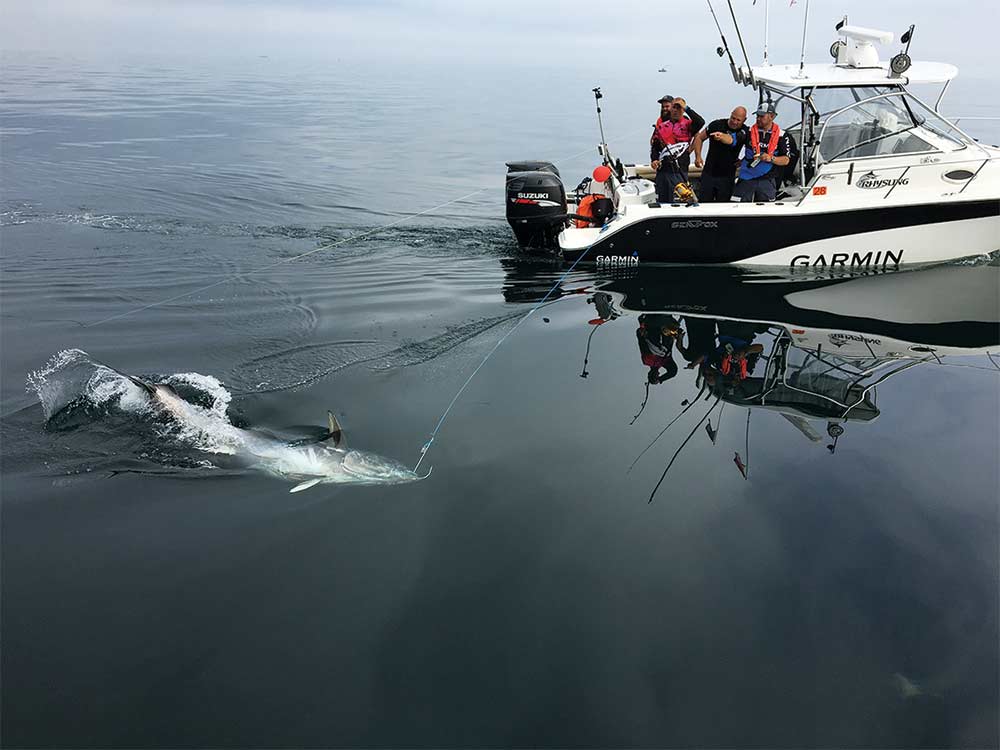 bluefin tuna fishing indenmark