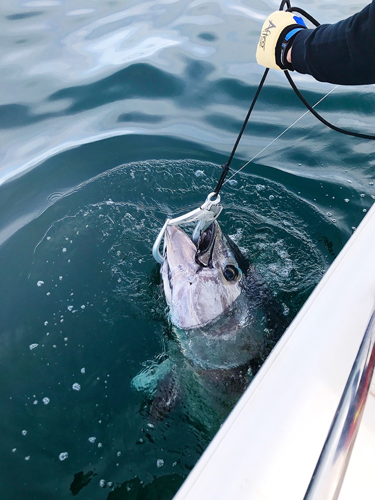 bluefin tuna caught off Denmark