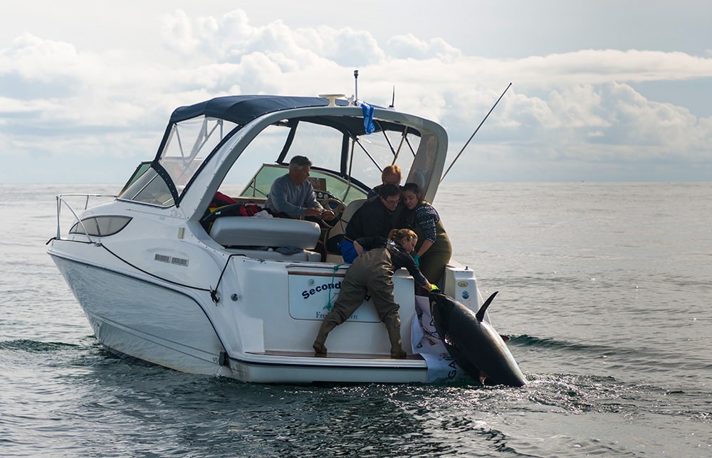 bluefin tuna caught off Denmark