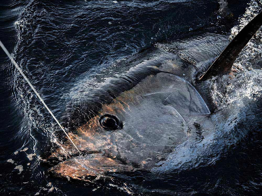 Bluefin Tuna Fishing Oregon Inlet