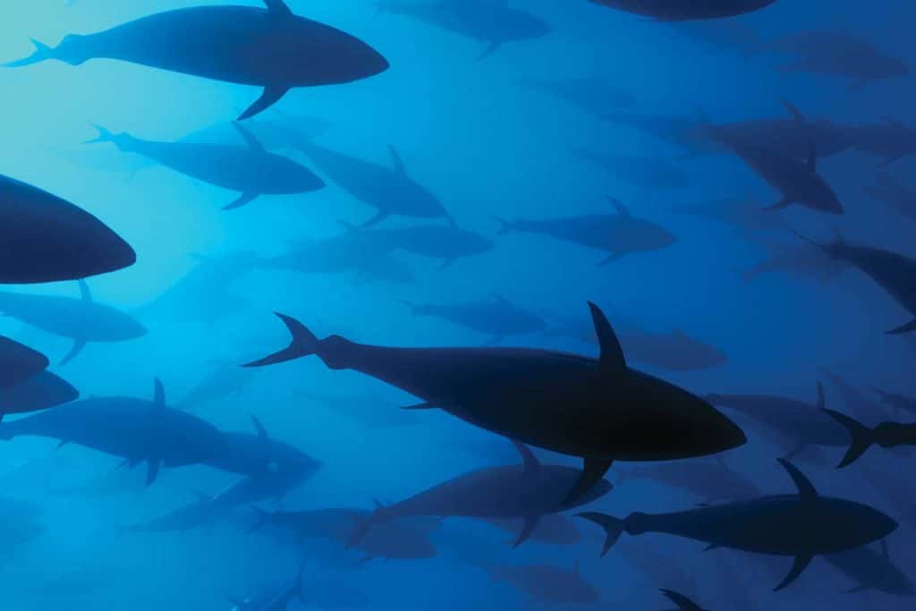 A school of bluefin tuna underwater.