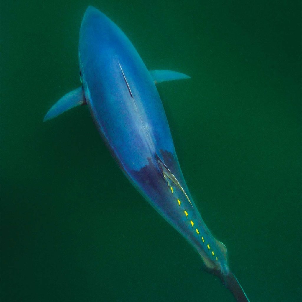 A gigantic bluefin tuna.