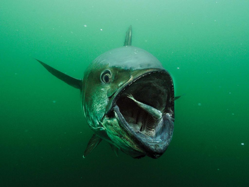 A gigantic bluefin tuna underwater.