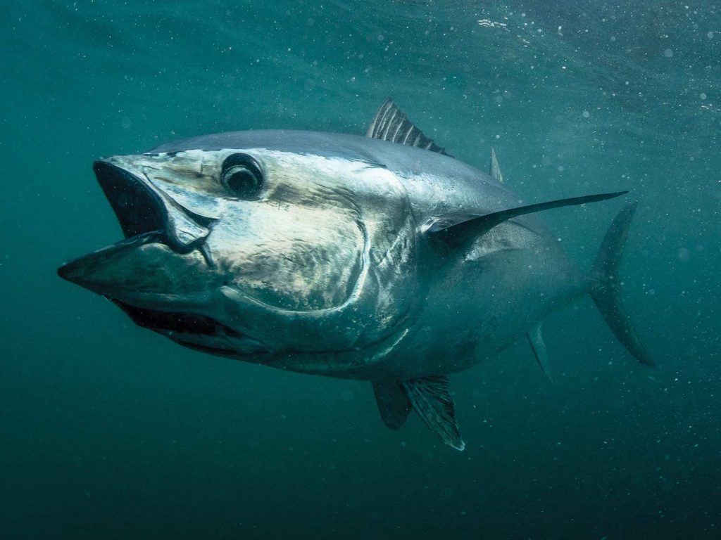 A large bluefin tuna underwater.