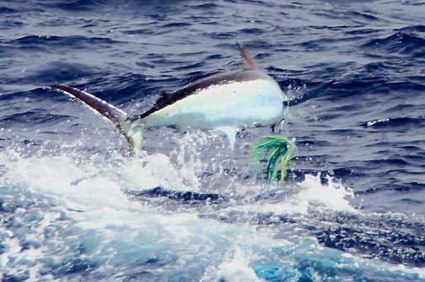 bluewater-cape-verde_06.jpg