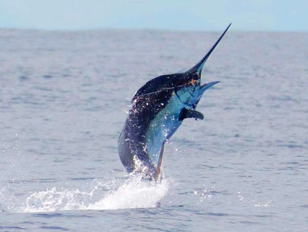 grand slam booby trap los suenos costa rica