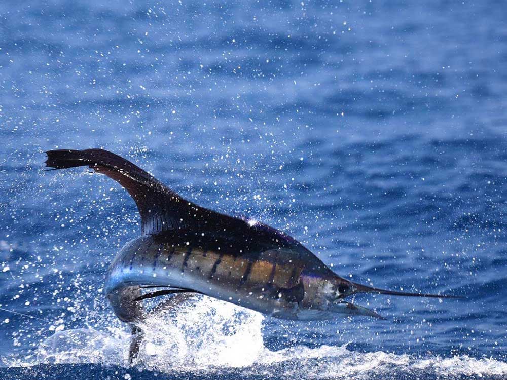 grand slam booby trap los suenos costa rica