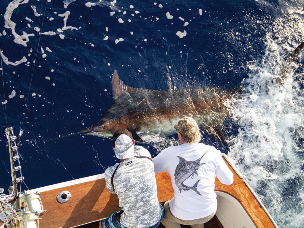Two anglers pull a large blue marlin boatside.