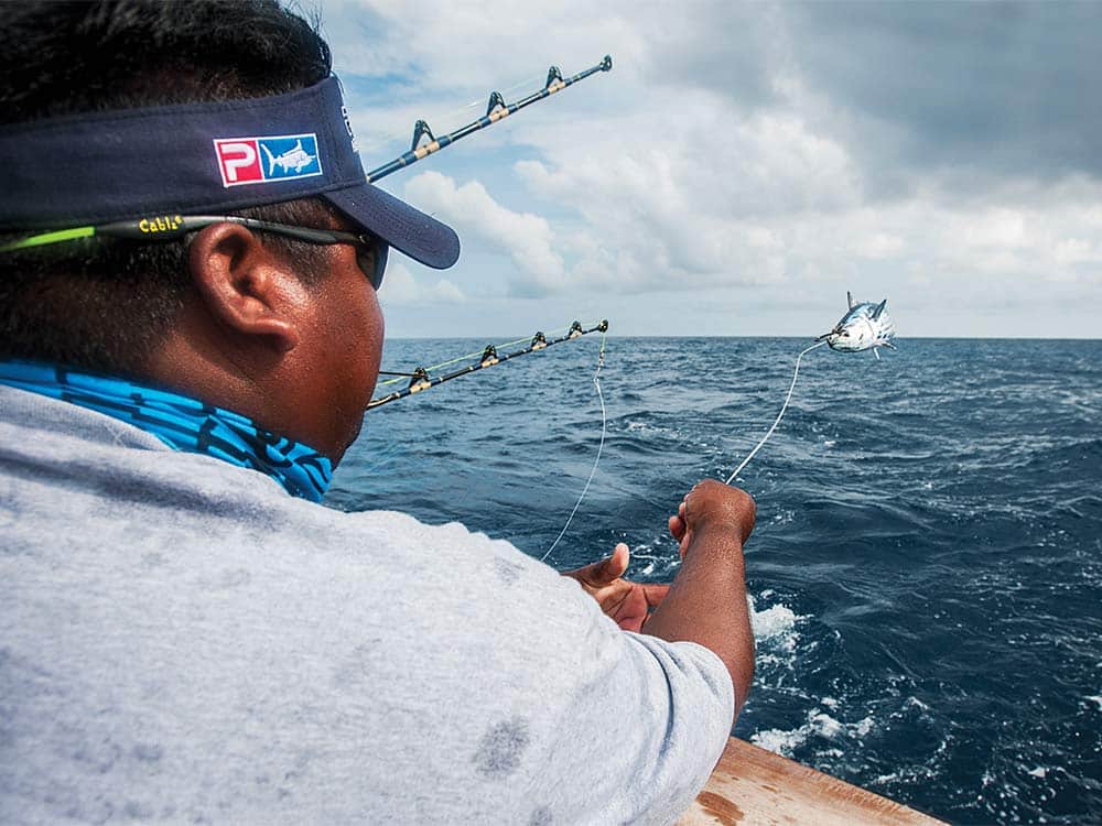 bridling live bait blue marlin