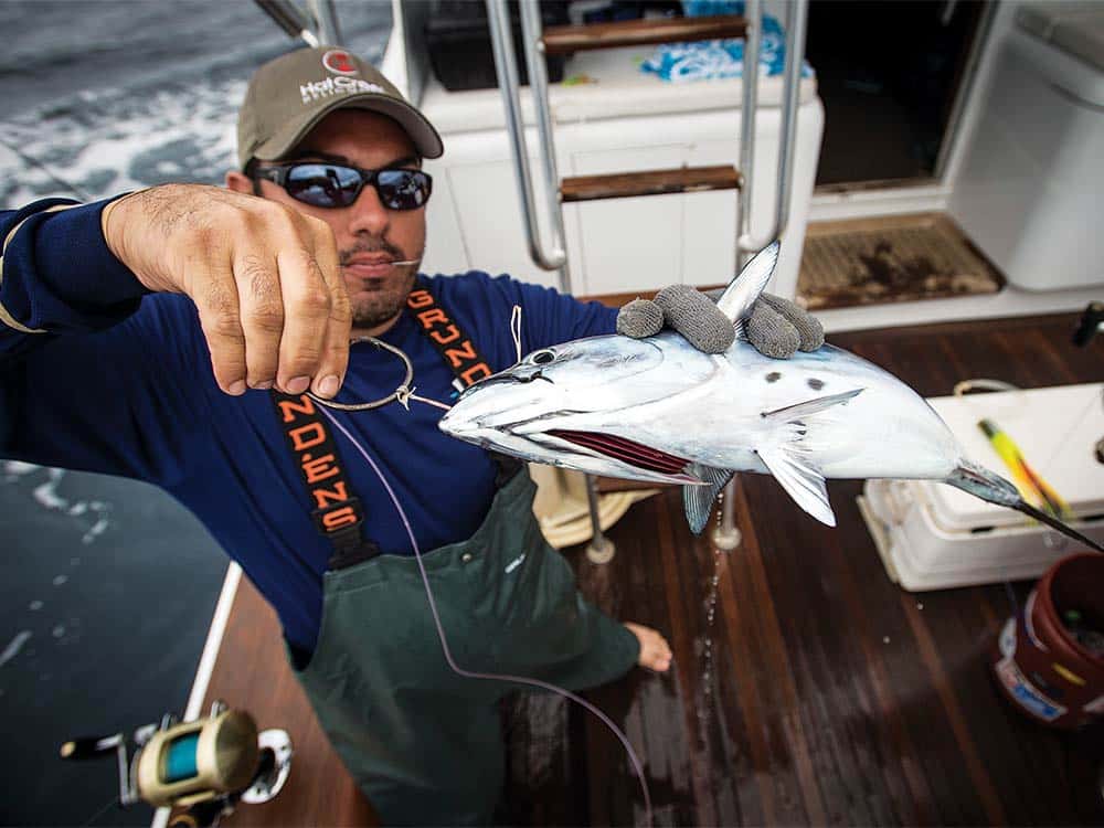 bridling live bait blue marlin