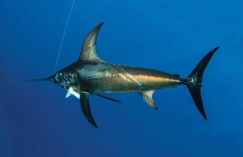 large swordfish on the line
