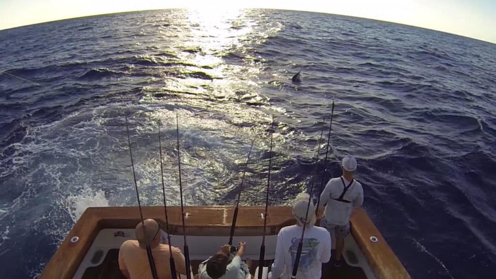 bruce cohen blue marlin release on da bait in dominican republic