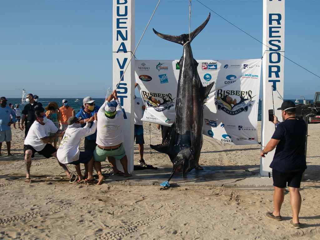 A sport-fishing team hoists a large marlin onto a display.